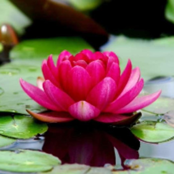 Avatar of Dr. Haana Ali