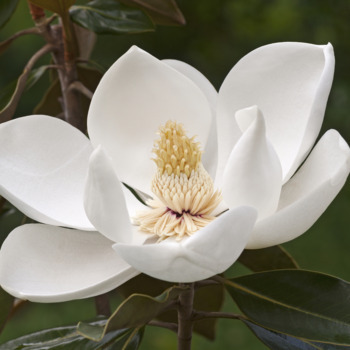 Avatar of Magnolia Behavioral and Holistic Health