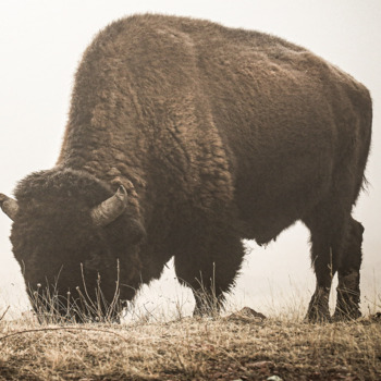 Avatar of Rachel Neville, LPC