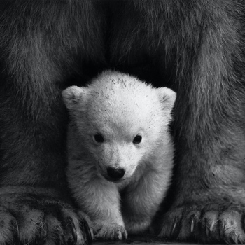 Avatar of Therapy Bear, PLLC
