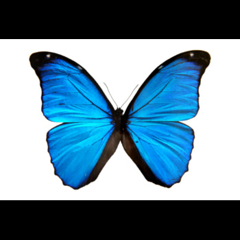 Avatar of Debra L Taylor