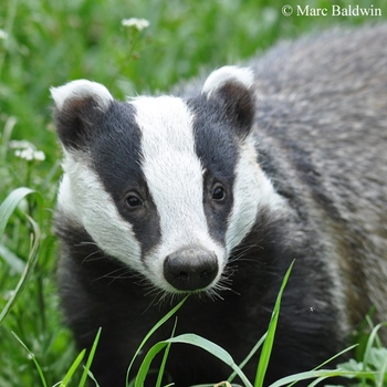 Avatar of Brandt Badger