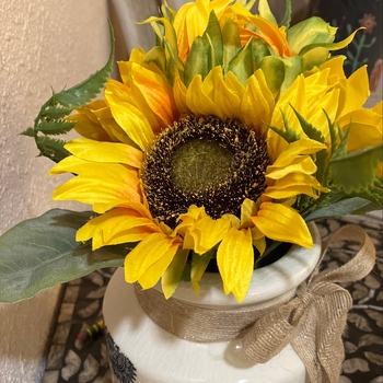 Avatar of CHP Assistant Pearl St