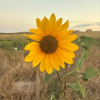 Avatar of Chasing Grace Therapy