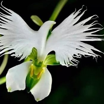 Avatar of Restorative Therapy