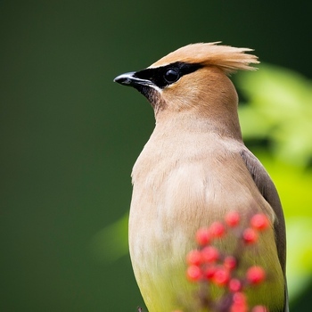 Avatar of Waxwing Wellness