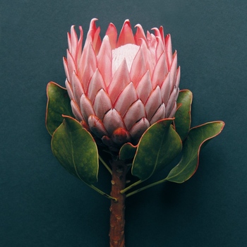 Avatar of Alexa Henson