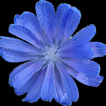 Avatar of Lillian Dunn