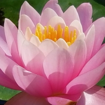 Avatar of Candace Faith Frugé