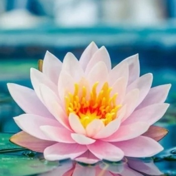 Avatar of Lotus Renewal and Wellness Center