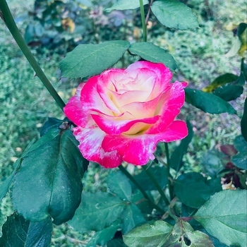 Avatar of Rose Clinic, LLC