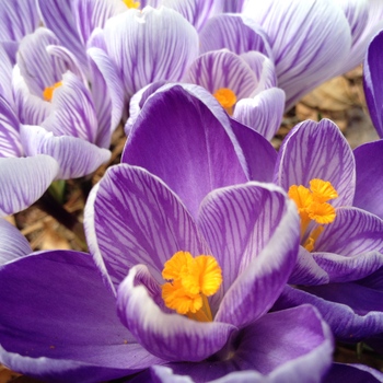 Avatar of Beth Lynch