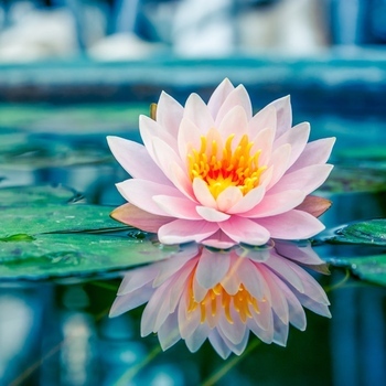 Avatar of Harmony & Wellness Health