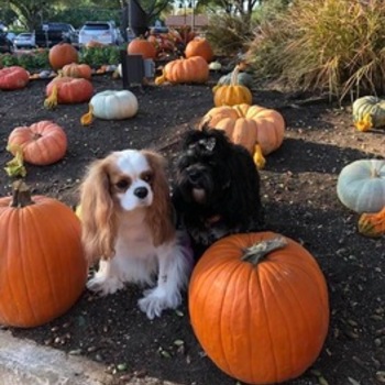 Avatar of Karla Hutcherson, M.Ed., LPC-S